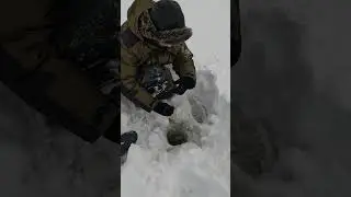 Дневной налим  Неожиданно