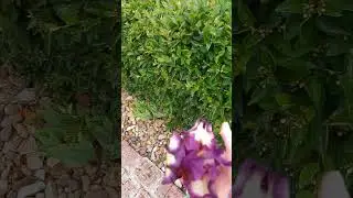 Ирисы в регулярном саду.