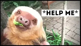 Sloths That Asked People for Help & Kindness