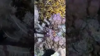 Креветка на коралловом рифе ночью #shorts
