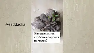Как разделить георгины перед посадкой весной