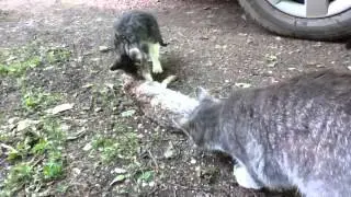 Cats eating rabbit