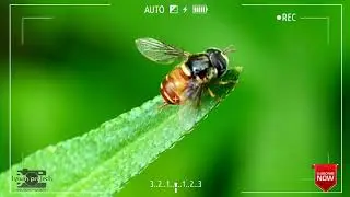 Beginilah kehidupan binatang di Alamnya