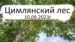 Цимлянский лес 2023