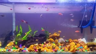 Relaxing Aquarium Video