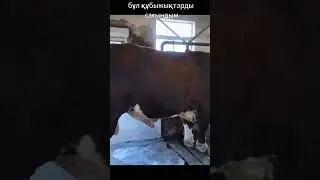 bulls | buqalar simmintal