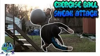 Exercise Ball Pool Deck Sneak Attack Prank