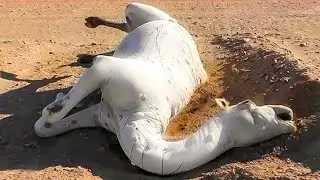 This is Why Touching a Dead Camel Is So Dangerous !