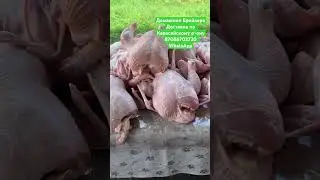 Домашние Бройлера #бройлер #курица #вкуснаякурица #мясо