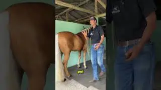 He transformed his horse's coat after 2 months without seeing it 😮