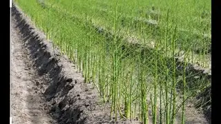 ASPARAGUS ||How Does it Grow in japan