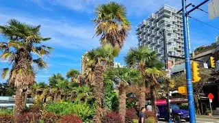 Vancouver - Trachycarpus Fortunei Palm Trees at English Bay Beach