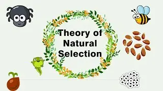 Darwin's Theory of Natural Selection || Evolution