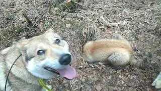 В тайгу. Охота сезон 2018. Медведь проснулся. Бурундук. Охота с Лайкой. Западносибирская лайка. ЗСЛ