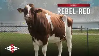 REBEL-RED is the industry's top red sire (April 1, 2025)
