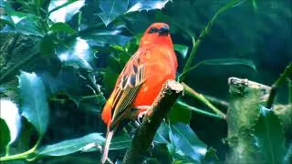 Red Fody Between Leaves