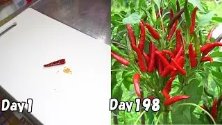 How to grow chili pepper from store-bought chili pepper