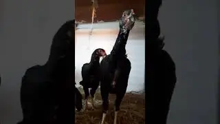 Цыплята 2 мес.ошамо из привозного яйца из Турции.2022.