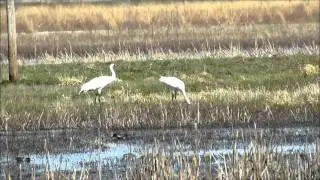 Wilkinson Whooping Cranes