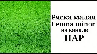 Ряска малая