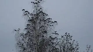 Halikon naakkajengi
