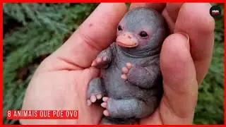 ESSSE MAMÍFERO PÕE OVO E VOCÊ NÃO SABIA | TOP 8!