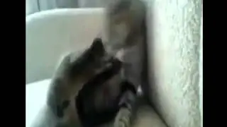 "MemFase™"Кот себя ебашит!