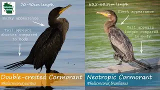 ID Tips: Neotropic Cormorant vs. Double-crested Cormorant