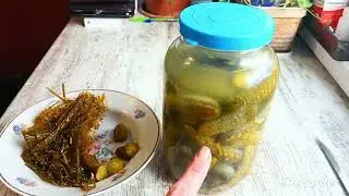 Бочковые огурцы. Ответы на вопросы.