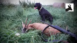 Roe deer rut 2022 - Ruja