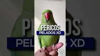 ¿Las AVES TIENEN CUERDAS VOCALES? 🦃 🐔. #animales #curiosidades #aves #ave #pericos