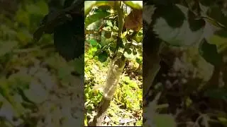 Rose Grafting