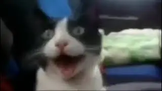 Удивлённый кот с открытым ртом (оригинал мема)