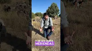 Reconocimiento del Azafrán silvestre o quitameriendas