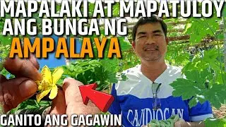 PAANO MAPALAKI AT MAPATULOY ANG BUNGA NG AMPALAYA | D' Green Thumb