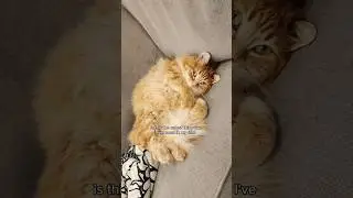 He may be a powerful wizard, but he's also just a baby 🥹😅 #cat #cute #cutecat #catvideos #animals