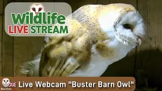Barn Owl Live - Meet “Buster” & “Roxy