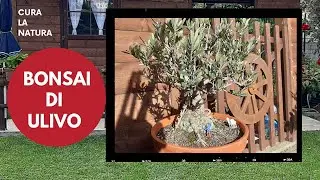 Bonsai di ulivo da pollone