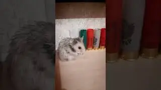 #сирийскийхомяк по кличке СИри. #syrianhamster Первый день дома. Прошлая хозяйка сказала,что ей 3-4м