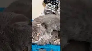 ПАПА КОТ И МАМА КОШКА РЯДОМ! 