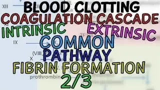 Blood Clotting 2/3 - Coagulation Cascade- Intrinsic, Extrinsic and Common Pathway - Fibrin Formation