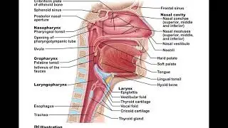 Chapter 22 Respiratory System Part1
