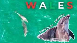 Beautiful encounter with Bottlenose dolphins in Wales
