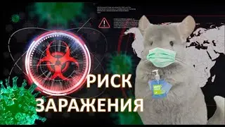 Коронавирус у ШИНШИЛЛ? Чем еще может заболеть? Могу ли заразить?
