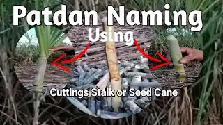 Sugarcane Farm Worker | Patdan Naming