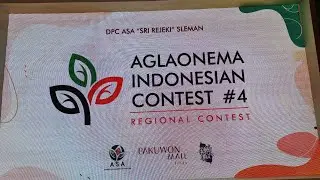 Aglonema Indonesia Contest #4