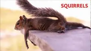 Nuts