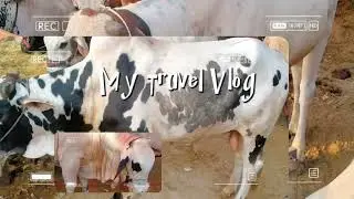 Cow Mandi Nazimabad Karachi for Qurbani Janwar available this is my best travel visit at Cow Mandi