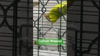 СВОБОДУ ПОПУГАЯМ! СВОБОДУ ЖИРИКУ! 😂 #жирик #смешноевидео #смешнойпопугай #жирикмакедонский #жирик