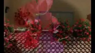 Groszki i róże  Ewa Demarczyk.wmv